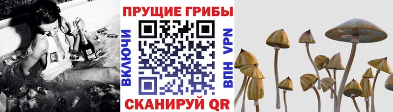 Псилоцибиновые грибы мицелий  дарнет шоп  дарк нет телеграм  Наро-Фоминск  blacksprut как зайти 